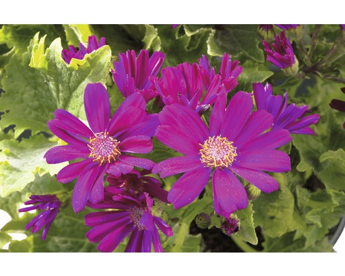 Närbild av lila cinerariablommor med gröna blad