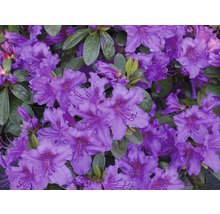 Närbild av lila rododendronblommor