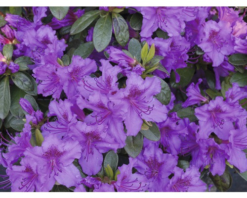 Närbild av lila rododendronblommor