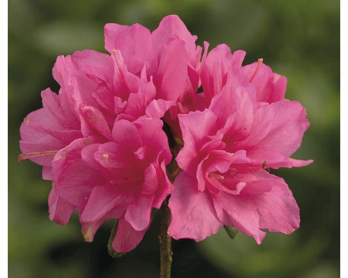Närbild av en rosa azaleablomma