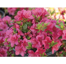 Azalea med rosa blommor och gröna blad i kruka