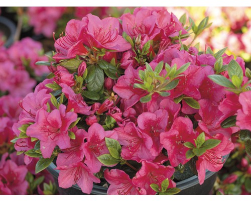 Azalea med rosa blommor och gröna blad i kruka