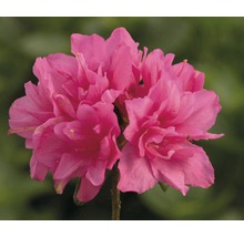 Närbild av rosa azaleablomma