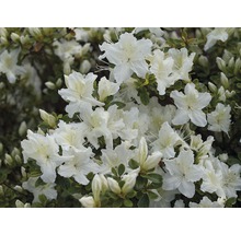 Närbild av en azaleaplanta med vita blommor