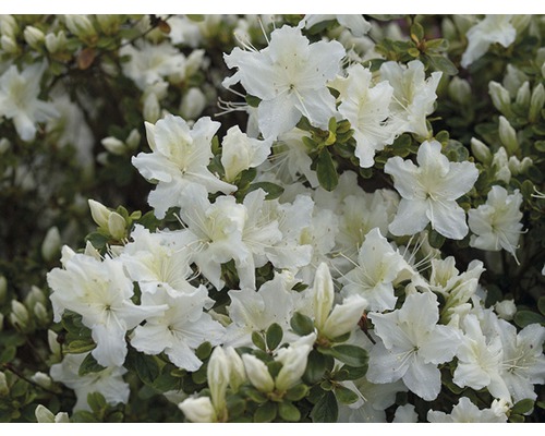 Dvärgazalea FLORASELF Rhododendron obtusum 30-40 cm co 5L vit