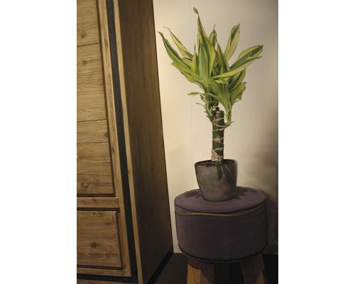 Bambuväxt i grå kruka på pall