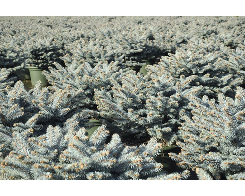 Många små blågranar i krukor.