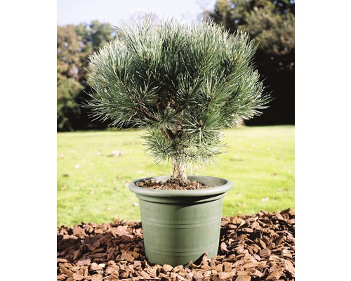 Blå tall BOTANICO Pinus sylvestris 'Watereri' 25-30cm Co 3,7L