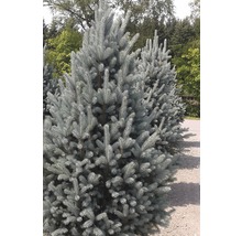 Blågran utomhus