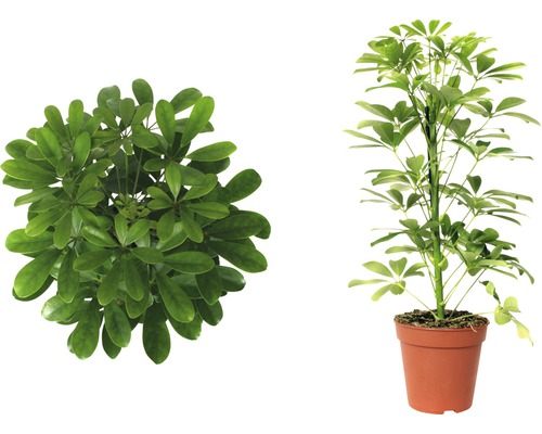 Schefflera krukväxt i kruka, vy ovanifrån och sidovy