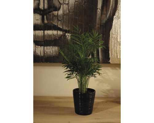 Inomhusväxt bergpalm i kruka