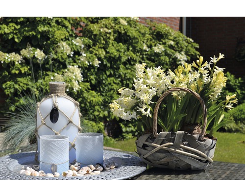 Dekorativ scen med glasflaska, ljus och hyacinter i en korg