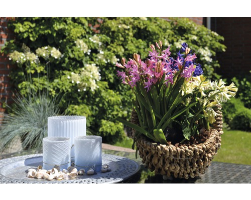 Blomsterarrangemang med hyacinter i en korg bredvid lyktor på ett bord i trädgården