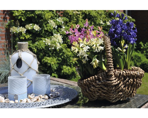 Dekorativa hyacinter i korg, flaska och ljuslyktor på ett bord i trädgården.