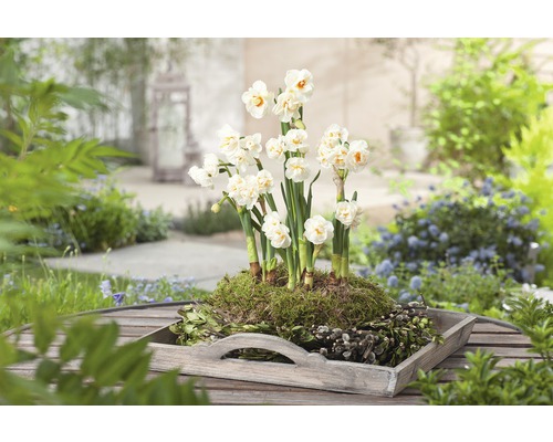 Arrangemang med påskliljor i en träbricka för trädgården