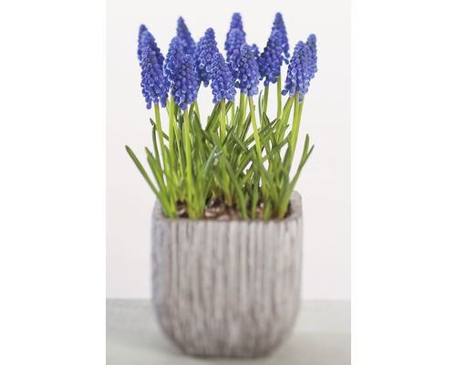 Pärlhyacint i kruka