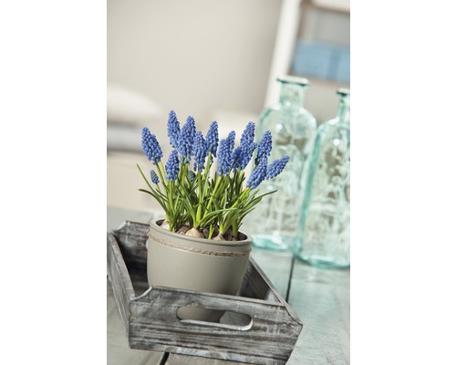 Scen med pärlhyacint i kruka på träbricka