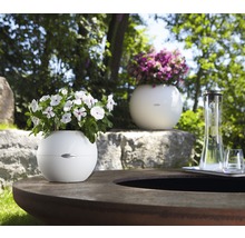 Scen med Lechuza blomkrukor på ett bord utomhus.