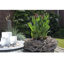Tulpan FLORASELF Tulipa x Hybride Movie Star Ø16cm