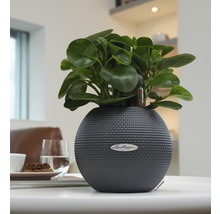 Lechuza blomkruka med växt på bordet