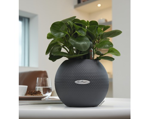 Lechuza blomkruka med växt på bordet