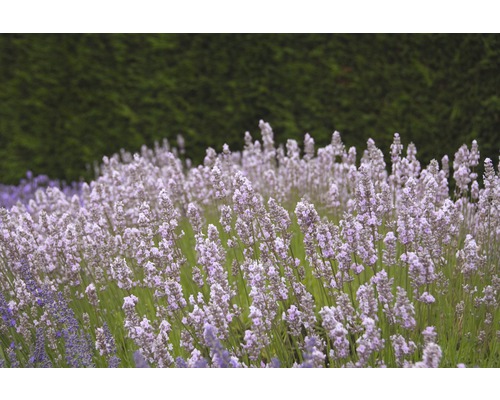 Engelsk Lavendel FLORASELF Lavandula angustifolia Royal Sensation 20-30cm co 3L