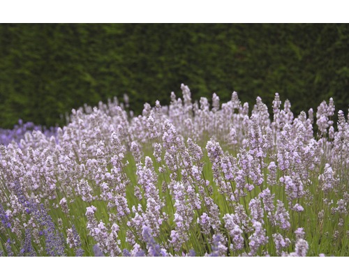 Engelsk Lavendel FLORASELF Lavandula angustifolia Royal Sensation 20-30cm co 3L Närbild av lavendelblommor i en rabatt