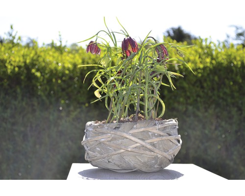 Blommande kungsängsliljor i en planteringslåda