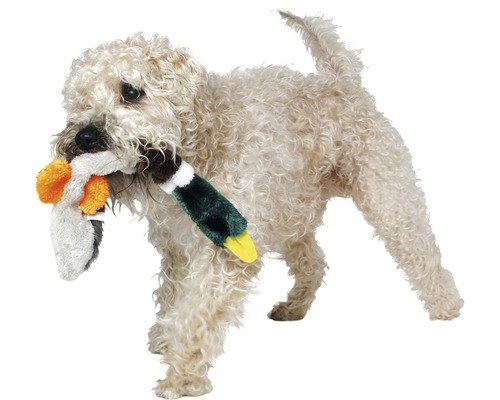 Hund bär leksaksanka i munnen