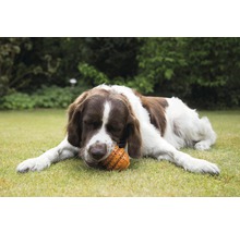 En brun och vit hund ligger på gräsmattan och tuggar på en leksak.