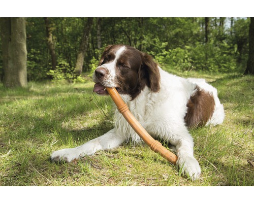 En hund ligger i gräset och håller en pinne i munnen.