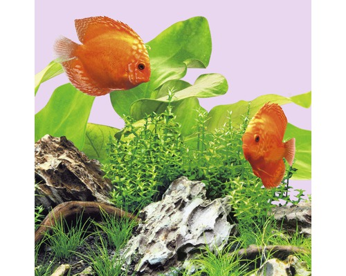 Akvariedekoration med diskusfiskar, växter och stenar