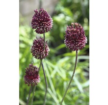 Blommor av prydnadslök i en trädgårdsbädd