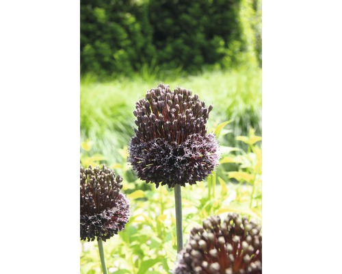 Blomsterlökar premium prydnadslök Allium Mohican röd 3st