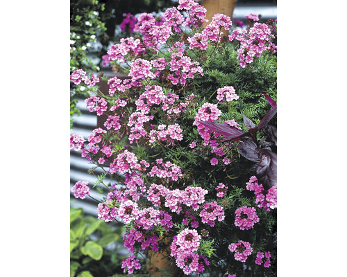 Blommande verbena växt i trädgården