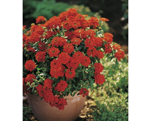 Blommande verbenaväxt i kruka