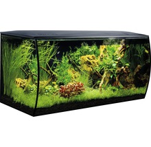 Dekorativt akvarium med växter, stenar och fiskar