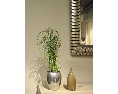 Rumsscen med flaskborste i kruka, dekorativ vas och spegel