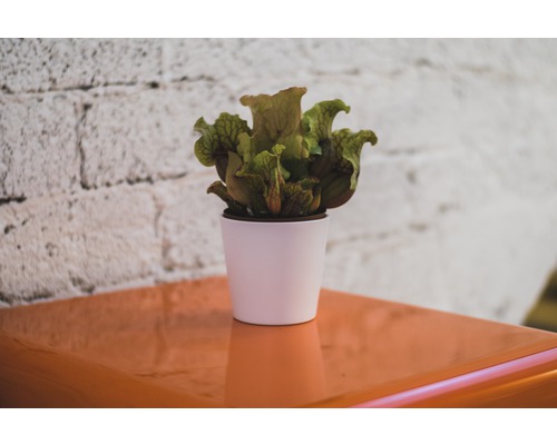 Kopparormbunke i en vit kruka på ett bord