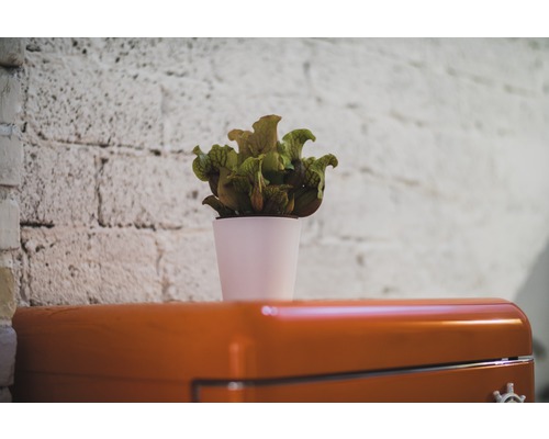 Kannväxt i en kruka på ett skåp