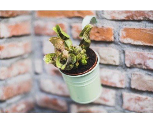Köttätande växt i kruka framför en tegelvägg