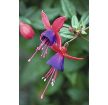 Närbild av fuchsia blomma