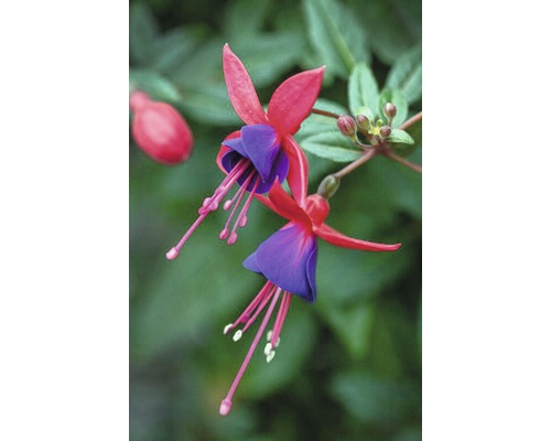 Närbild av fuchsia blomma