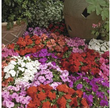 Flitiga Lisa FLORASELF Impatiens walleriana Ø5cm 10st
