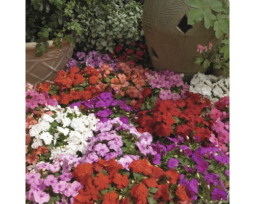 Blomsterrabatt med olika blommor av flitiga lisa och dekorativa krukor i trädgården