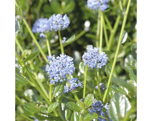 Blomställningar för Ceanothus