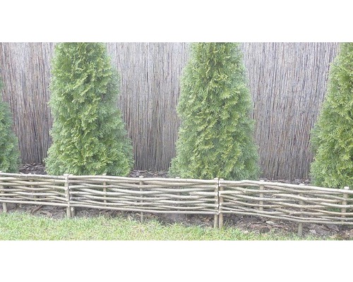 Trädgårdsscen med flätat staket och tujahäck