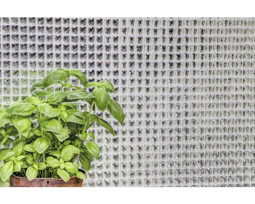 Basilika planta i kruka framför en vägg av glasblock