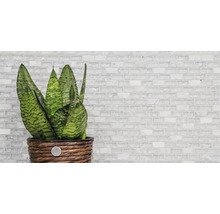 Sansevieria krukväxt i flätad ytterkruka framför en mosaikvägg