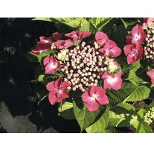 Hortensia röd FLORASELF Hydrangea macrophylla 30-40cm co 4L